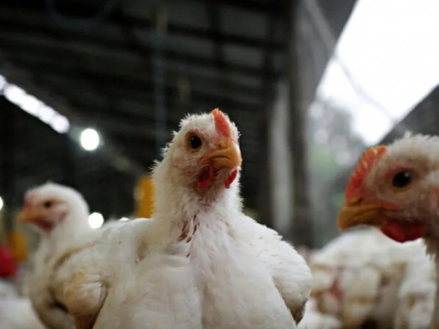 Influenza aviar: detectan un nuevo caso en Bol�var